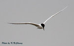 Gull-billed Tern 鷗咀噪鷗
D8A_0460
