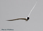 Gull-billed Tern 鷗咀噪鷗
D8A_0462