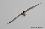 Gull-billed Tern 鷗咀噪鷗
D8A_0463