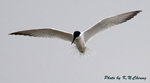 Gull-billed Tern 鷗咀噪鷗
D8A_0464