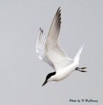 Gull-billed Tern 鷗咀噪鷗
D8A_0471