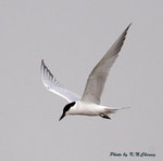 Gull-billed Tern 鷗咀噪鷗
D8A_0481