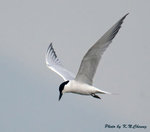 Gull-billed Tern 鷗咀噪鷗
D8A_0483