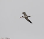 Caspian Tern 紅咀巨鷗
D7A_6434