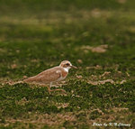 Greater Sand Plovers &#37444;嘴沙&#40244;
D8A_0668