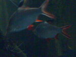 DSC00351