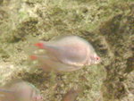 DSC00352
