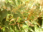 DSCN3003
