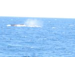 IMG_2617 (Small)
