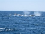 IMG_2622 (Small)