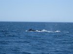IMG_2624 (Small)