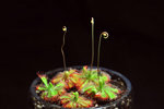 
Drosera burmannii

