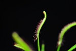 Drosera capensis (narrow leaf form) 