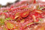 Drosera spatulata