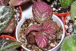 Episcia 'Strawberry Patch' 