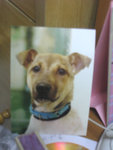 Sponsered Dog~~SPCA~~Name:Amarula