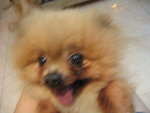 POOR DOG~