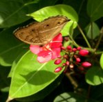 森波拉溫泉酒店_082