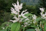 林芝_0030