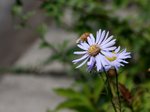 林芝_0047