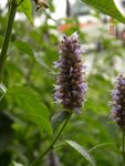 林芝_0136