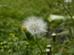 林芝_0144