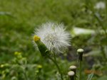 林芝_0145
