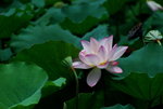 DSC_1970