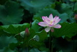 DSC_1976