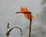DSCN2414a
