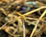 DSCN2416