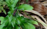 DSC_9337 八星虎甲蟲