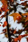 DSC_0986
