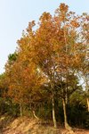 DSC_1006