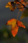 DSC_1099