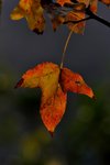 DSC_1101