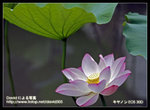 Resize_MG_2560