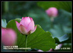 Resize_MG_2570