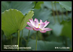 Resize_MG_2574