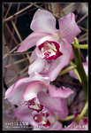 Re_MG_5729