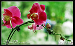 Re_MG_5730