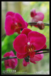Re_MG_5736