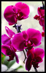 Re_MG_5741