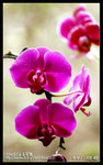 Re_MG_5758