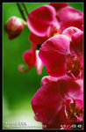 Re_MG_5770