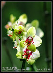 Re_MG_5775