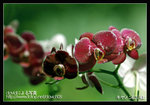 Re_MG_5795