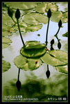Re_MG_6204