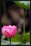 Re_MG_6469
