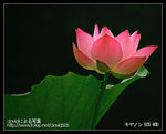 Re_MG_6516